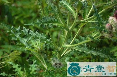 大牛夻口的性味归经以及功效用法-青囊智