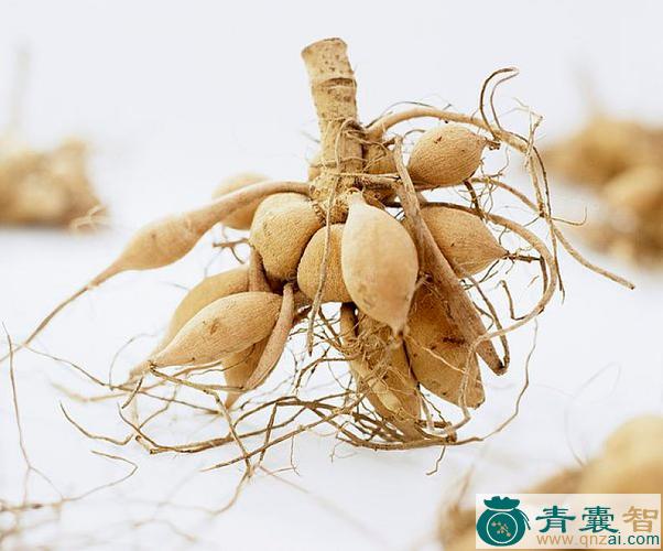大理花的性状性味归经以及功效用法-青囊智