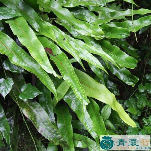 中药材大瓦韦图片