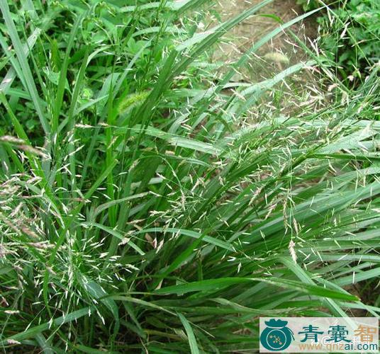 大画眉草的性味归经以及功效用法-青囊智