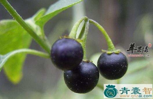 中药材大癫茄图片