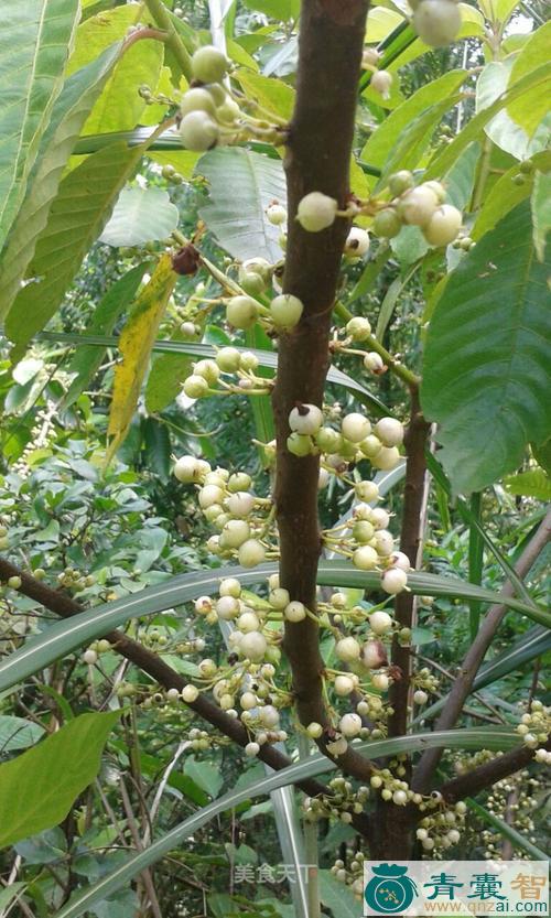 大白饭果-青囊智