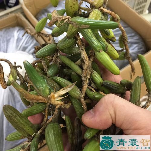 大石枣的性状性味归经以及功效用法-青囊智