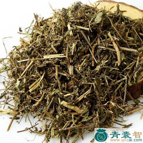 大种马鞭草的性状性味归经以及功效用法-青囊智