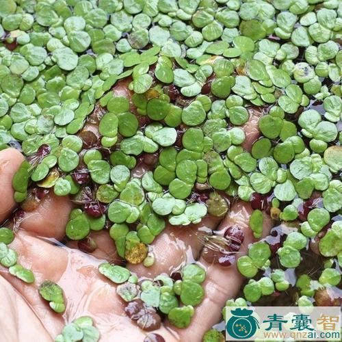 中药材大紫背浮萍图片