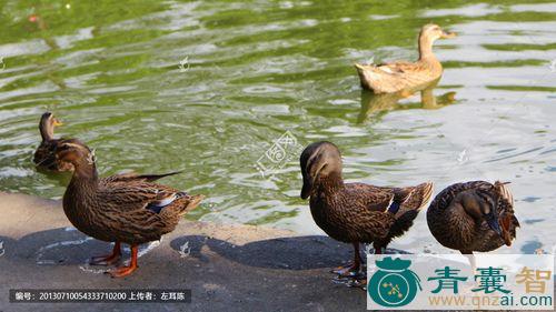 中药材大红腿鸭图片