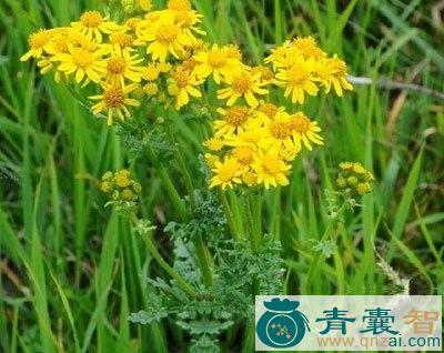 中药材大红青菜图片