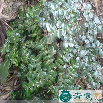 中药材大绣花针图片