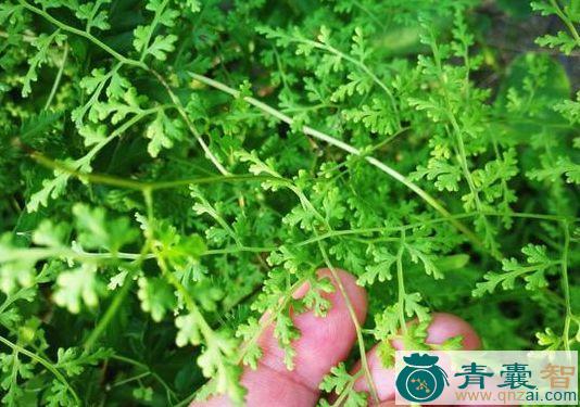 中药材大绿藤图片
