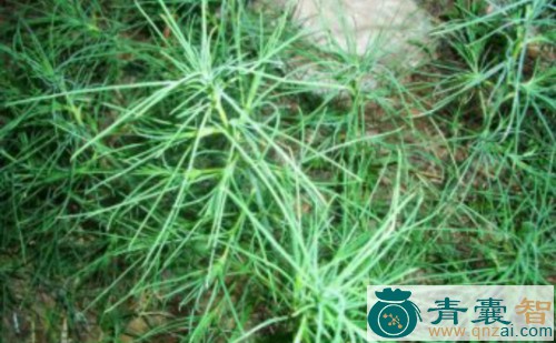 大翅猪毛菜的性状性味归经以及功效用法-青囊智