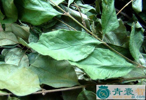 大脚片的性状性味归经以及功效用法-青囊智