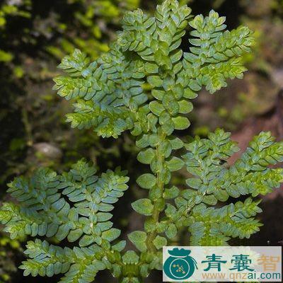 大膜盖蕨的性味归经以及功效用法-青囊智