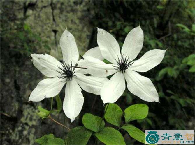 中药材大花威灵仙图片