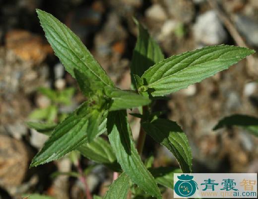 大花柳叶菜的性味归经以及功效用法-青囊智