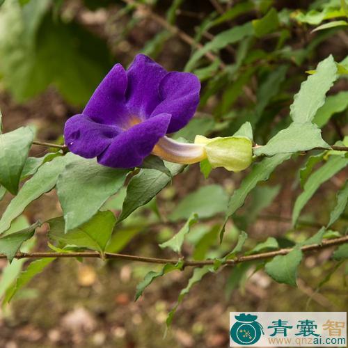 中药材大花老鸦嘴图片