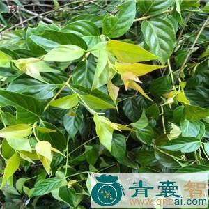 中药材大花藤图片