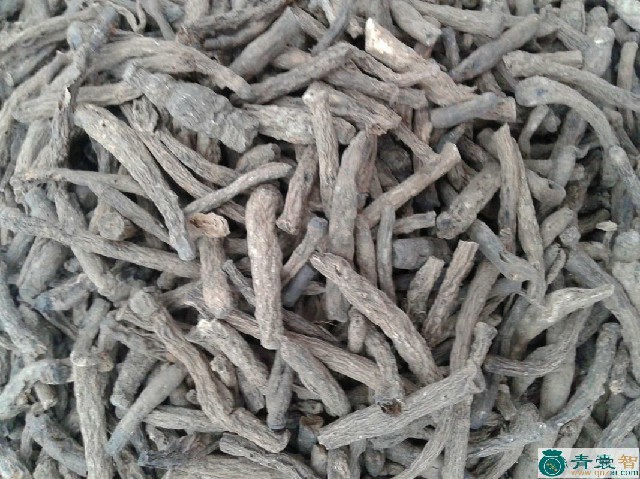 中药材大茅镰图片