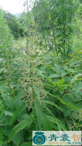 大荨麻的性味归经以及功效用法-青囊智