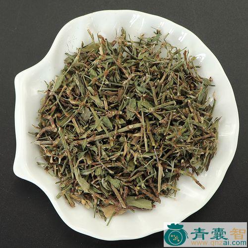 中药材大萹蓄图片