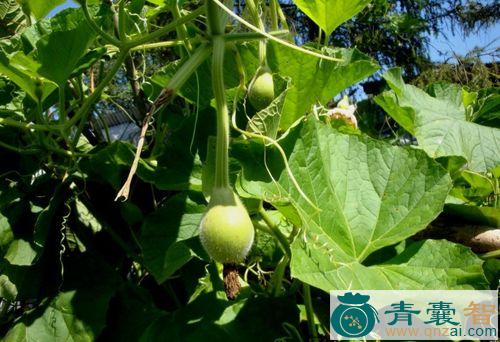 中药材大葫芦叶图片