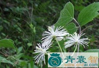 中药材大蓑衣藤根图片