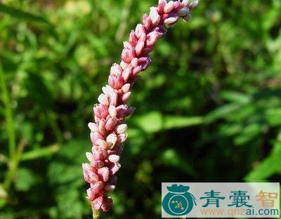 大蓼子的性状性味归经以及功效用法-青囊智
