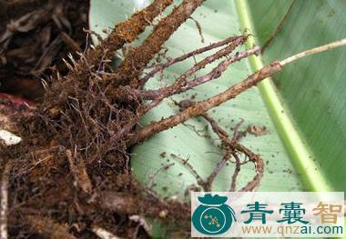 中药材大蕉根图片