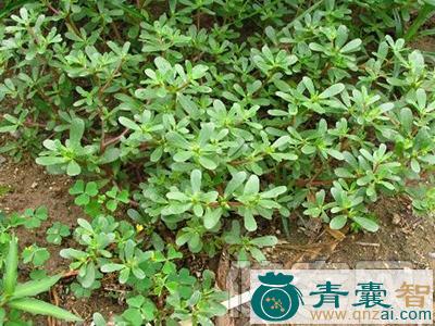 中药材大蚂拐菜图片