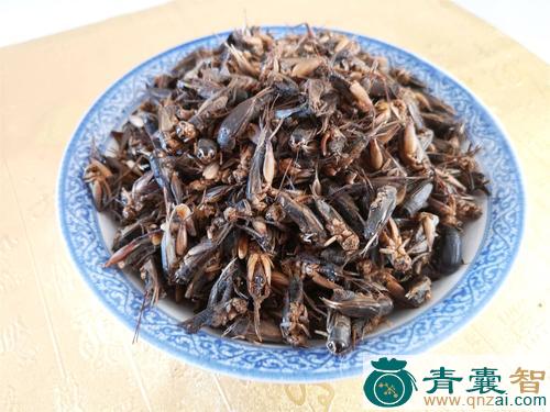 中药材大蟋蟀图片