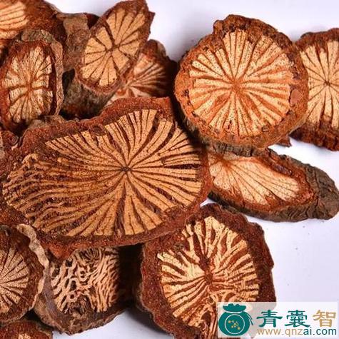 中药材大血筋草图片