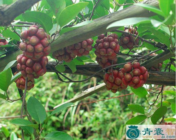 中药材大血草图片