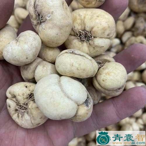 中药材大贝图片