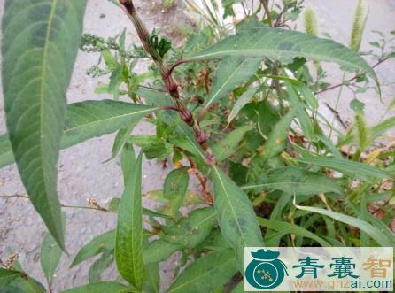 中药材大酸味草图片