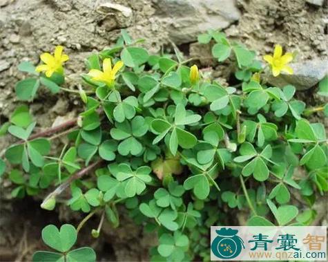 大酸米草的性味归经以及功效用法和注意事项-青囊智