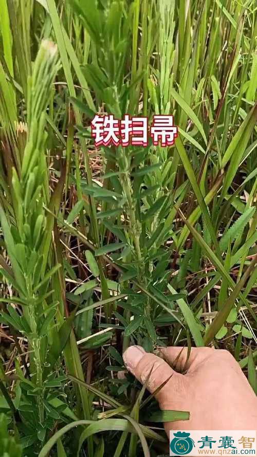 中药材大铁树把图片