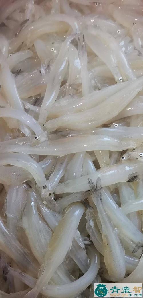 中药材大银鱼图片