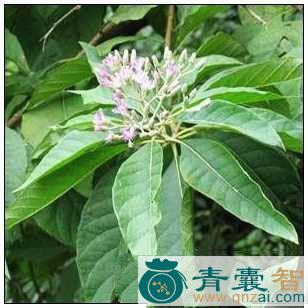 中药材大阳关图片