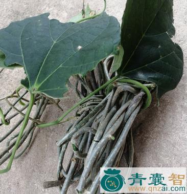 中药材大顺筋藤图片
