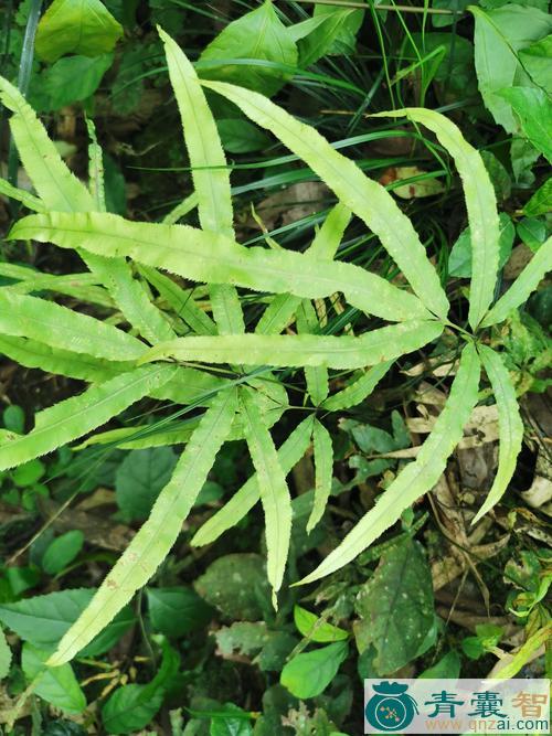 中药材大风尾草图片