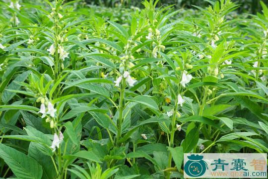 大香芝麻棵的性状性味归经以及功效用法-青囊智