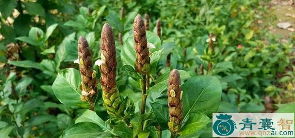 中药材大驳骨泊图片