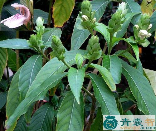 中药材大驳骨草图片