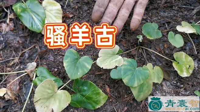 中药材大骚羊图片