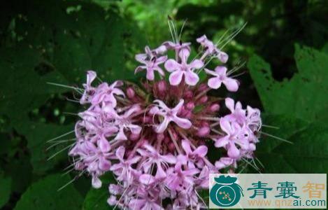 大髻婆的性味归经以及功效用法-青囊智