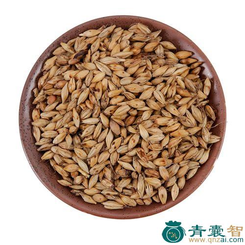 中药材大麦糵图片