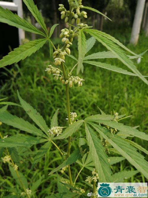 中药材大麻树图片