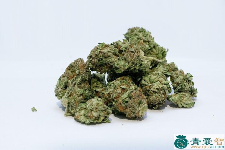 中药材大麻香图片