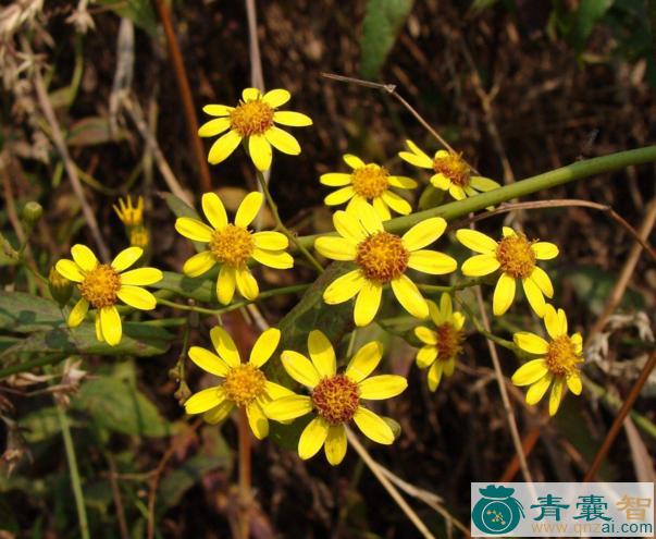 中药材大黄花母图片