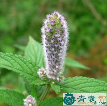 大黑头草的性状性味归经以及功效用法-青囊智