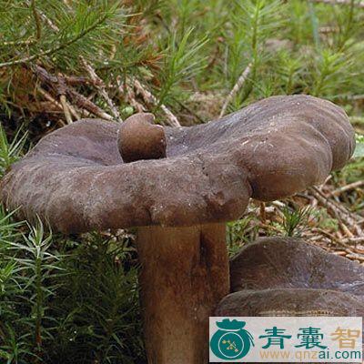 大黑菇的性状性味归经以及功效用法-青囊智
